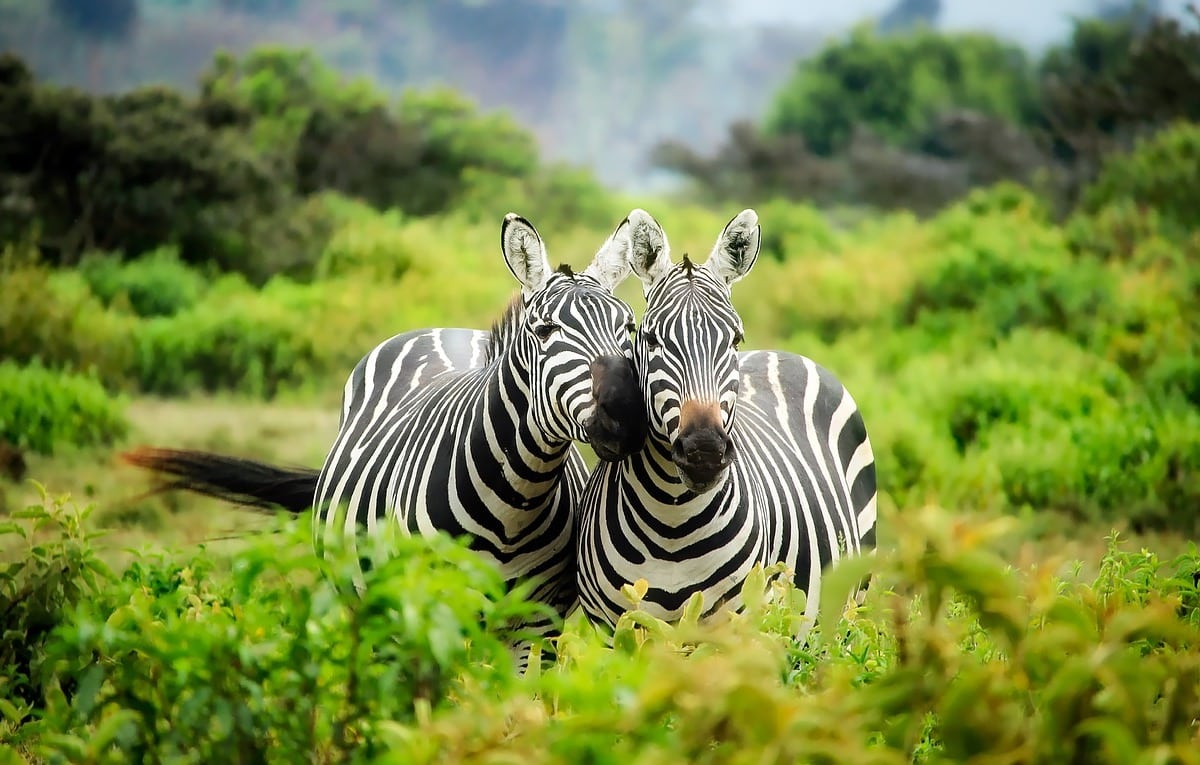 zebras-couple